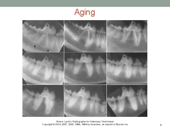 Aging Brown: Lavin’s Radiography for Veterinary Technicians Copyright © 2014, 2007, 2003, 1999, 1994