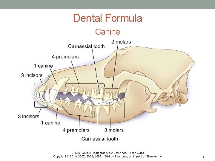 Dental Formula Canine Brown: Lavin’s Radiography for Veterinary Technicians Copyright © 2014, 2007, 2003,