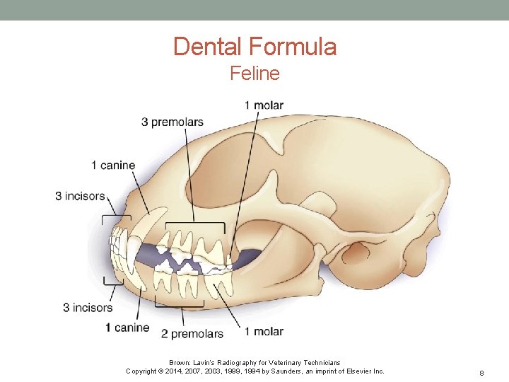 Dental Formula Feline Brown: Lavin’s Radiography for Veterinary Technicians Copyright © 2014, 2007, 2003,