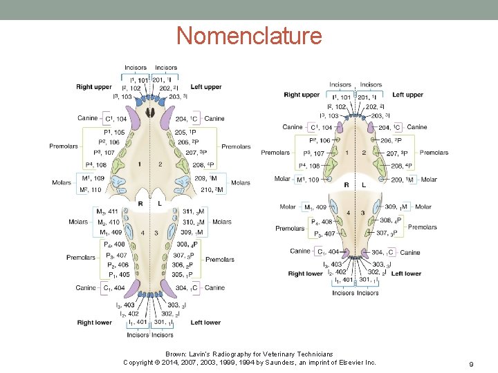 Nomenclature Brown: Lavin’s Radiography for Veterinary Technicians Copyright © 2014, 2007, 2003, 1999, 1994