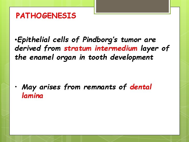 PATHOGENESIS • Epithelial cells of Pindborg’s tumor are derived from stratum intermedium layer of