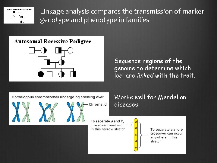 Linkage analysis compares the transmission of marker genotype and phenotype in families Sequence regions