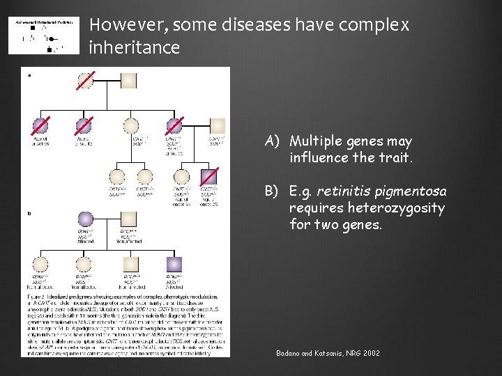 However, some diseases have complex inheritance A) Multiple genes may influence the trait. B)