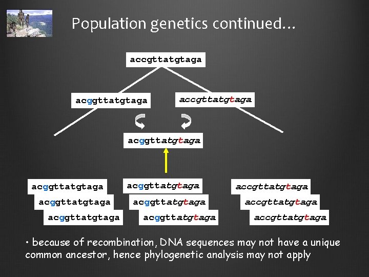 Population genetics continued… accgttatgtaga acggttatgtaga acggttatgtaga accgttatgtaga • because of recombination, DNA sequences may