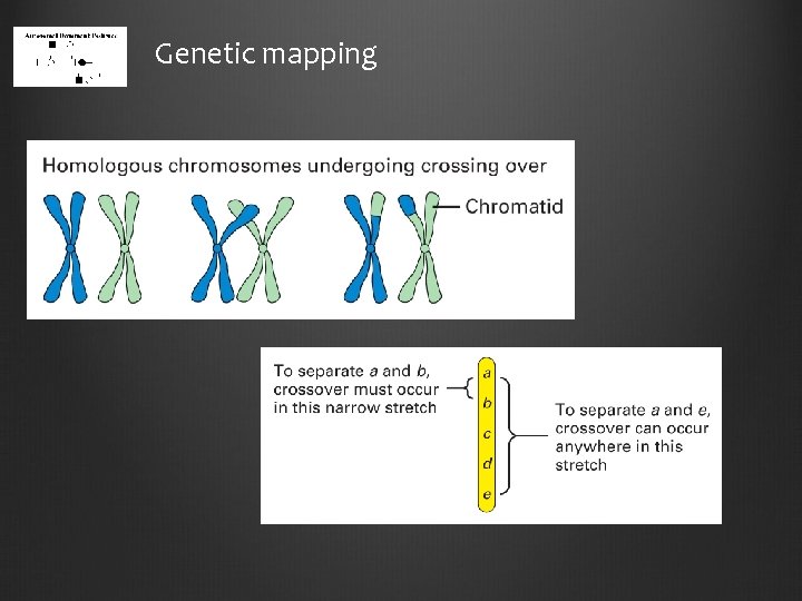 Genetic mapping 