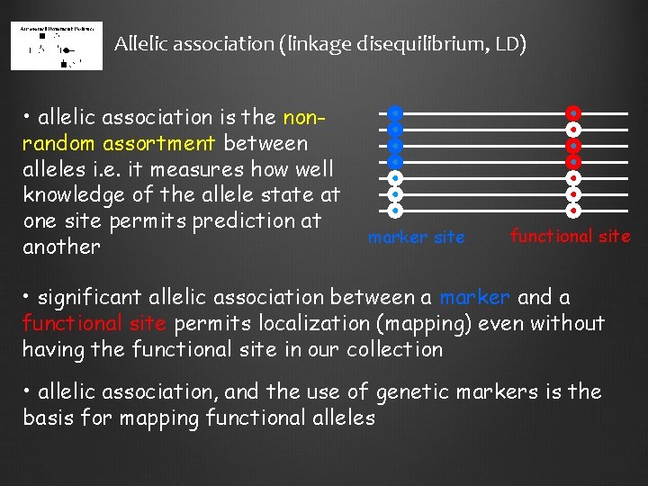 Allelic association (linkage disequilibrium, LD) • allelic association is the nonrandom assortment between alleles