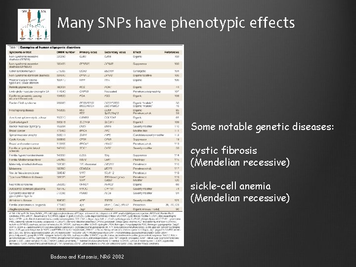 Many SNPs have phenotypic effects Some notable genetic diseases: cystic fibrosis (Mendelian recessive) sickle-cell