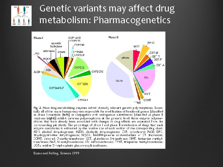 Genetic variants may affect drug metabolism: Pharmacogenetics Evans and Relling, Science 1999 