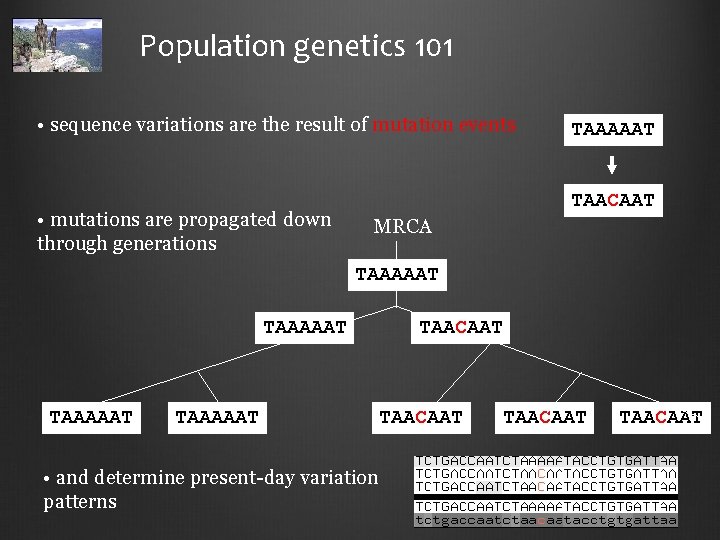 Population genetics 101 • sequence variations are the result of mutation events • mutations