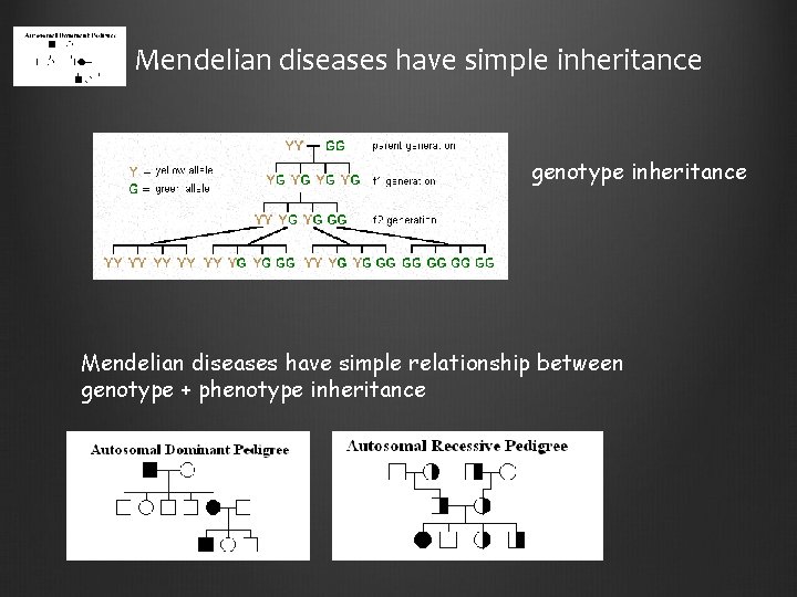 Mendelian diseases have simple inheritance genotype inheritance Mendelian diseases have simple relationship between genotype