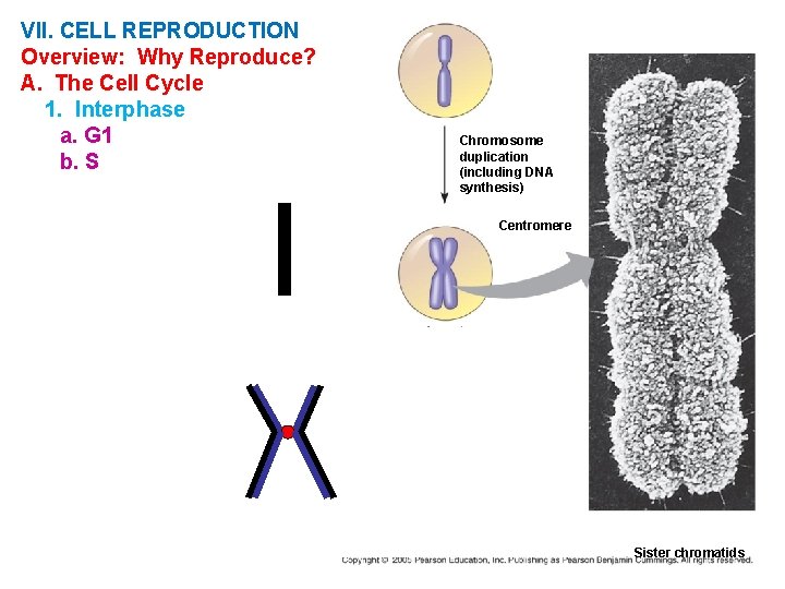 VII. CELL REPRODUCTION Overview: Why Reproduce? A. The Cell Cycle 1. Interphase a. G