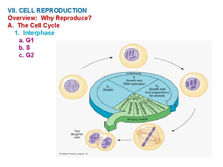 VII. CELL REPRODUCTION Overview: Why Reproduce? A. The Cell Cycle 1. Interphase a. G