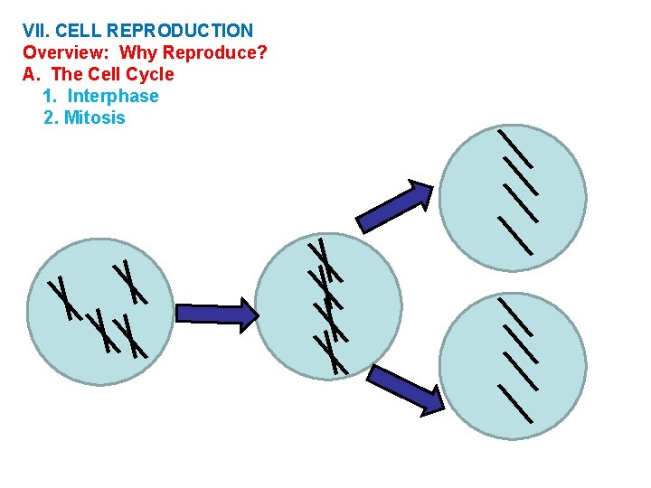 VII. CELL REPRODUCTION Overview: Why Reproduce? A. The Cell Cycle 1. Interphase 2. Mitosis