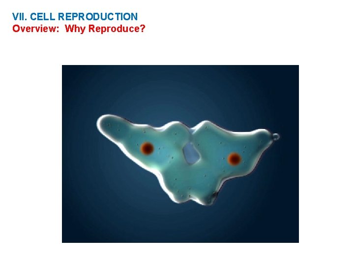 VII. CELL REPRODUCTION Overview: Why Reproduce? 