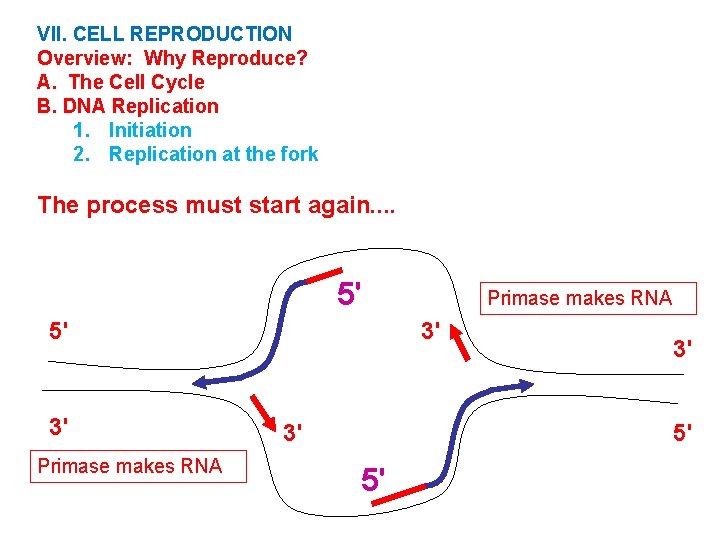 VII. CELL REPRODUCTION Overview: Why Reproduce? A. The Cell Cycle B. DNA Replication 1.