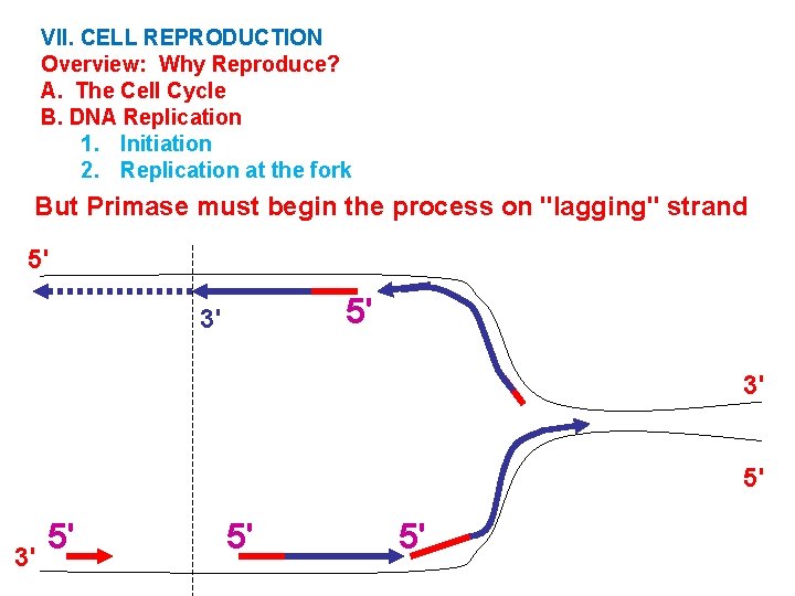 VII. CELL REPRODUCTION Overview: Why Reproduce? A. The Cell Cycle B. DNA Replication 1.