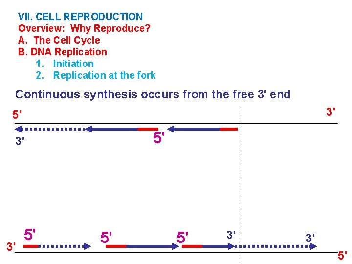 VII. CELL REPRODUCTION Overview: Why Reproduce? A. The Cell Cycle B. DNA Replication 1.