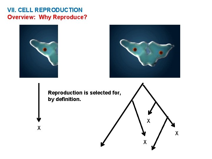 VII. CELL REPRODUCTION Overview: Why Reproduce? Reproduction is selected for, by definition. X X