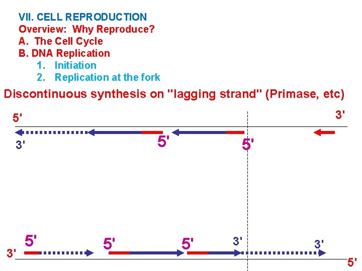 VII. CELL REPRODUCTION Overview: Why Reproduce? A. The Cell Cycle B. DNA Replication 1.