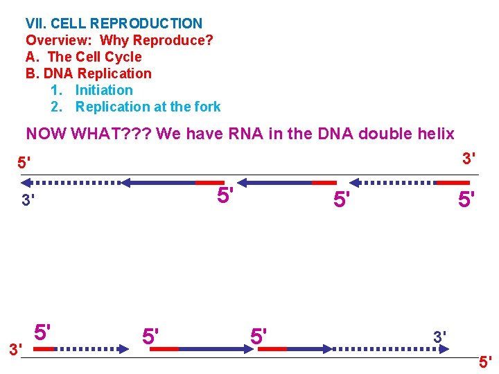 VII. CELL REPRODUCTION Overview: Why Reproduce? A. The Cell Cycle B. DNA Replication 1.
