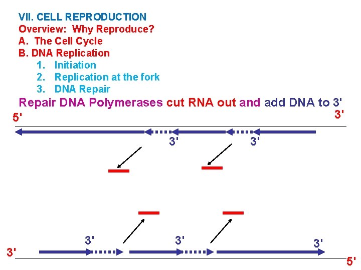 VII. CELL REPRODUCTION Overview: Why Reproduce? A. The Cell Cycle B. DNA Replication 1.