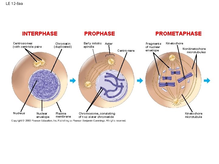 LE 12 -6 aa INTERPHASE Centrosomes (with centriole pairs Chromatin (duplicated) PROPHASE Early mitotic