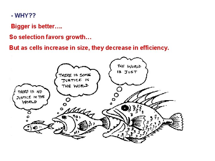  - WHY? ? Bigger is better…. So selection favors growth… But as cells