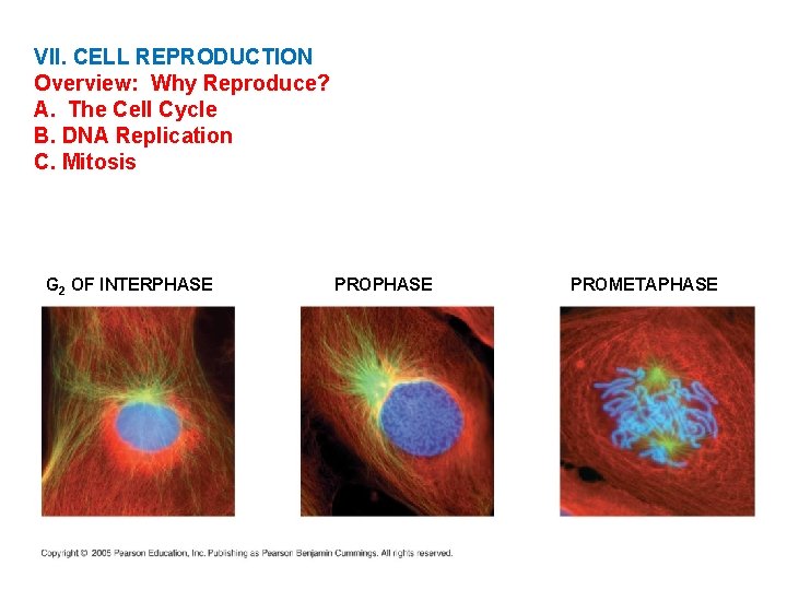 VII. CELL REPRODUCTION Overview: Why Reproduce? A. The Cell Cycle B. DNA Replication C.