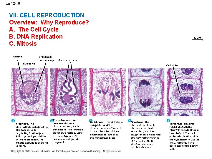 LE 12 -10 VII. CELL REPRODUCTION Overview: Why Reproduce? A. The Cell Cycle B.