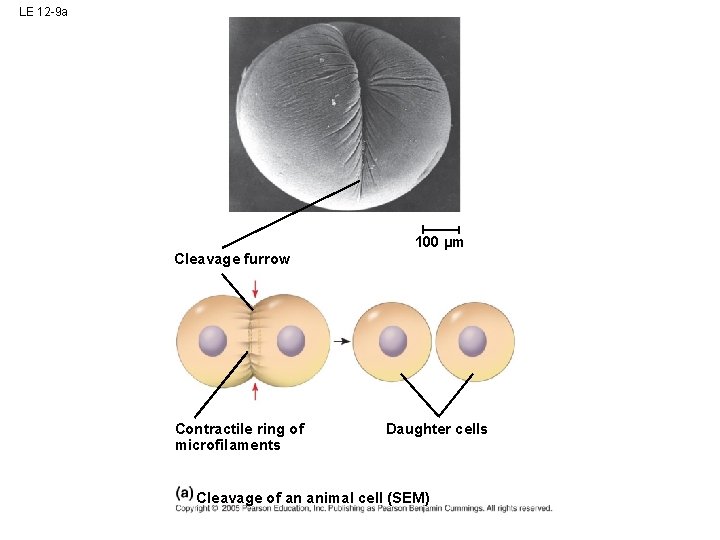 LE 12 -9 a 100 µm Cleavage furrow Contractile ring of microfilaments Daughter cells