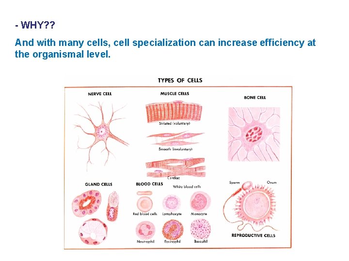 - WHY? ? And with many cells, cell specialization can increase efficiency at the