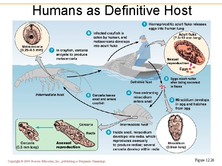 Humans as Definitive Host Copyright © 2004 Pearson Education, Inc. , publishing as Benjamin