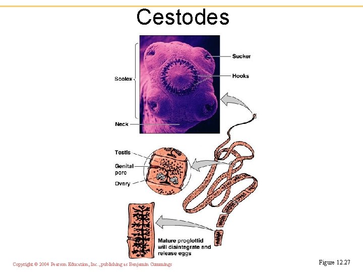 Cestodes Copyright © 2004 Pearson Education, Inc. , publishing as Benjamin Cummings Figure 12.