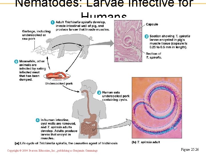 Nematodes: Larvae Infective for Humans Copyright © 2004 Pearson Education, Inc. , publishing as Nematodes: Larvae Infective for Humans Copyright © 2004 Pearson Education, Inc. , publishing as