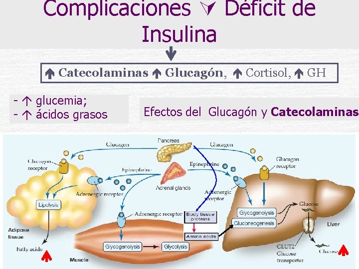 Complicaciones Déficit de Insulina Catecolaminas Glucagón, Cortisol, GH - glucemia; - ácidos grasos Efectos