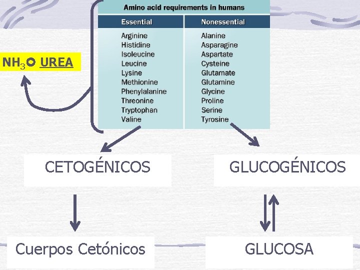 NH 3 UREA CETOGÉNICOS Cuerpos Cetónicos NH 2 GLUCOGÉNICOS GLUCOSA 