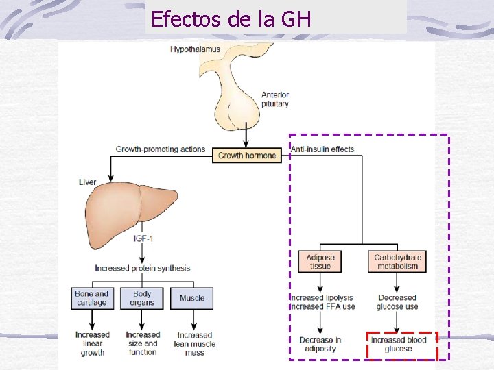 Efectos de la GH 