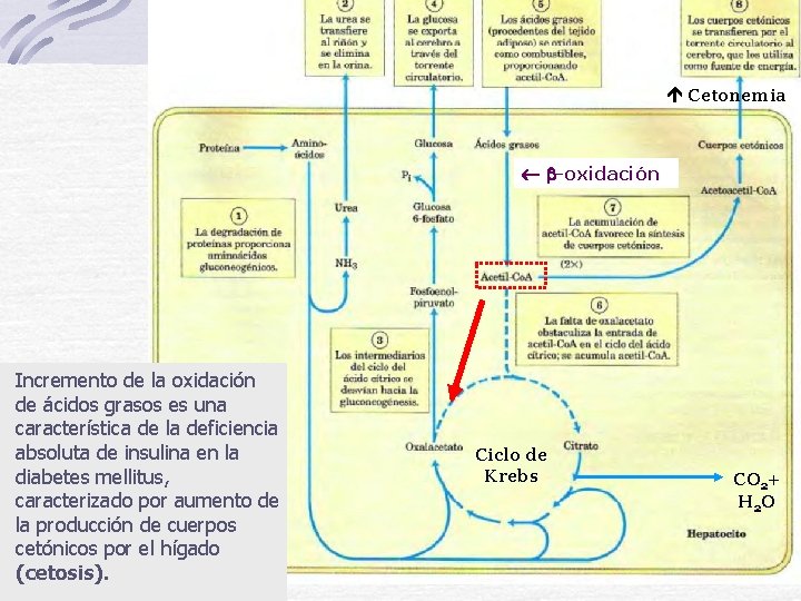  Cetonemia -oxidación Incremento de la oxidación de ácidos grasos es una característica de