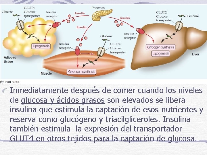 Inmediatamente después de comer cuando los niveles de glucosa y ácidos grasos son elevados