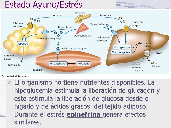 Estado Ayuno/Estrés El organismo no tiene nutrientes disponibles. La hipoglucemia estimula la liberación de