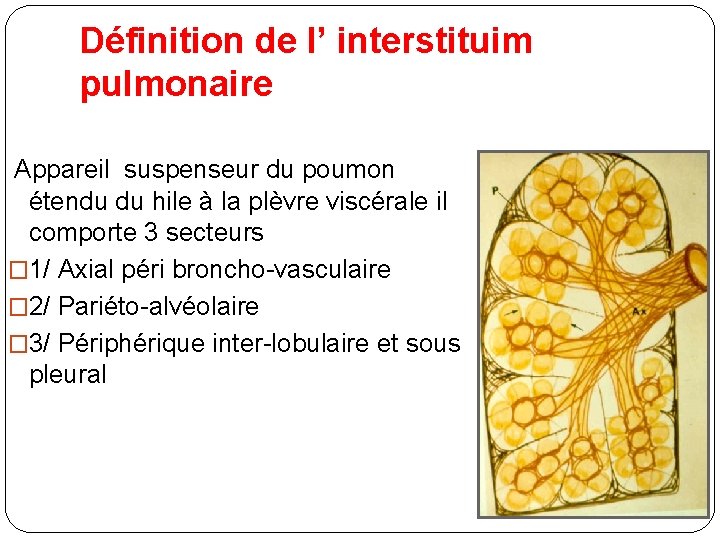 Définition de l’ interstituim pulmonaire Appareil suspenseur du poumon étendu du hile à la