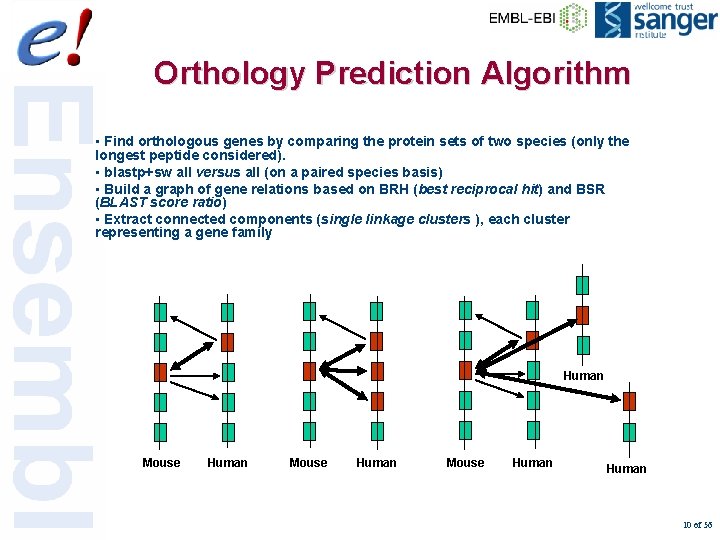 Orthology Prediction Algorithm • Find orthologous genes by comparing the protein sets of two
