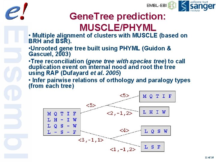 Gene. Tree prediction: MUSCLE/PHYML • Multiple alignment of clusters with MUSCLE (based on BRH
