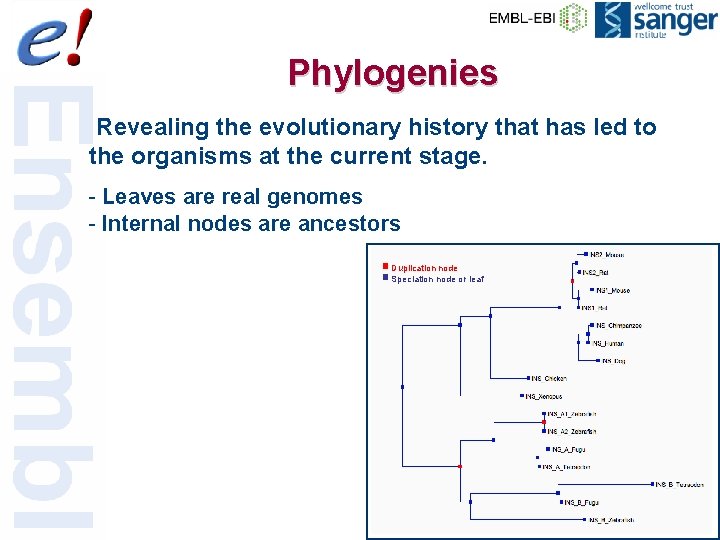 Phylogenies Revealing the evolutionary history that has led to the organisms at the current