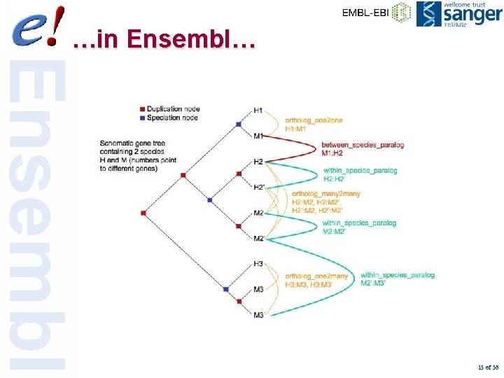 …in Ensembl… 15 of 56 