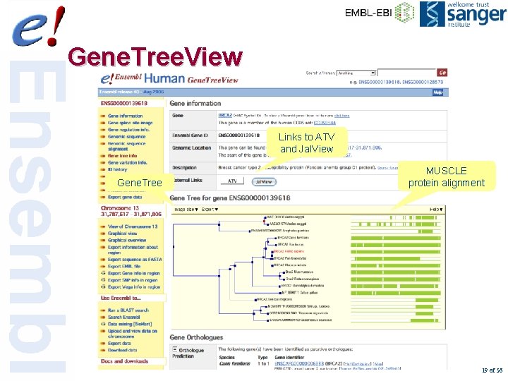 Gene. Tree. View Links to ATV and Jal. View Gene. Tree MUSCLE protein alignment