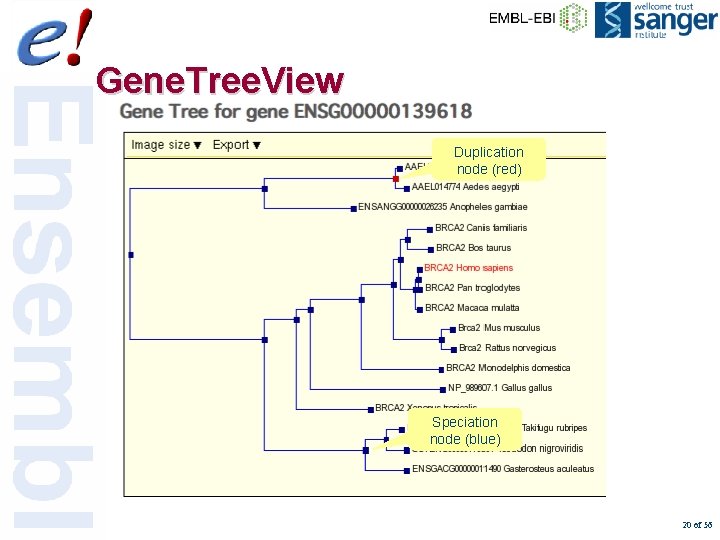 Gene. Tree. View Duplication node (red) Speciation node (blue) 20 of 56 