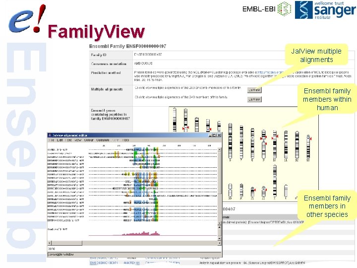 Family. View Jal. View multiple alignments Ensembl family members within human Ensembl family members
