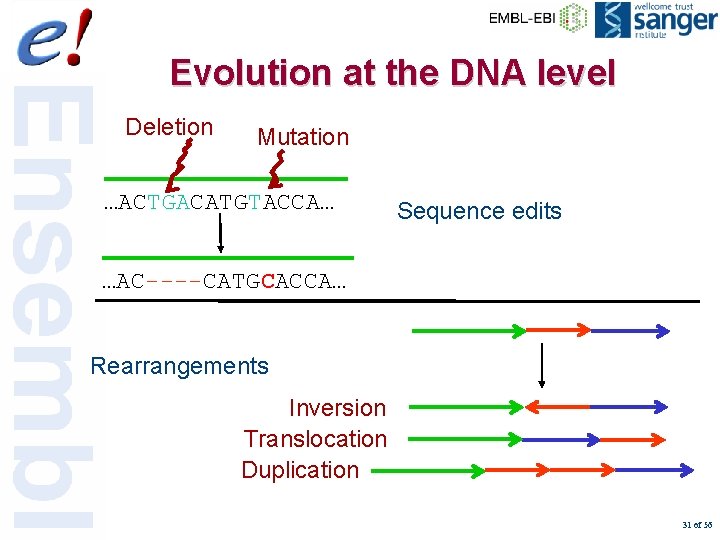 Evolution at the DNA level Deletion Mutation …ACTGACATGTACCA… Sequence edits …AC----CATGCACCA… Rearrangements Inversion Translocation