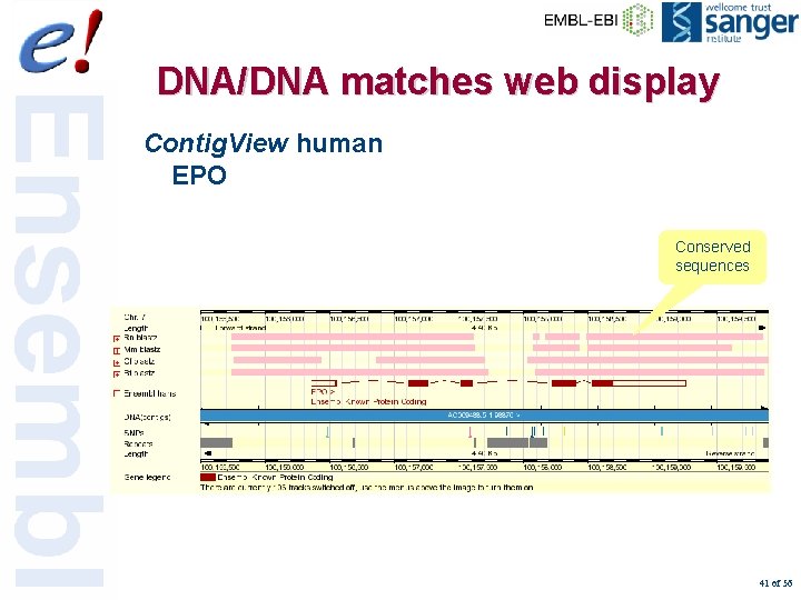 DNA/DNA matches web display Contig. View human EPO Conserved sequences 41 of 56 